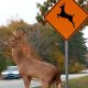 Deer crossing