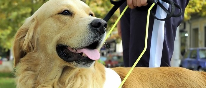 Happy golden retriever guide dog