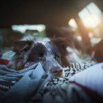 Pet Travel 101: Advice On Traveling With Your Fur Friends