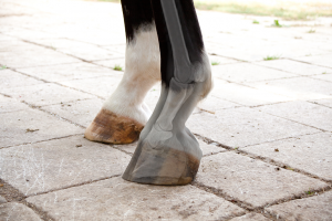 LAMINITIS IN HORSES