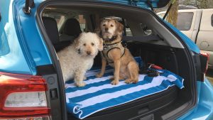 7 tips for a road trip with your dog