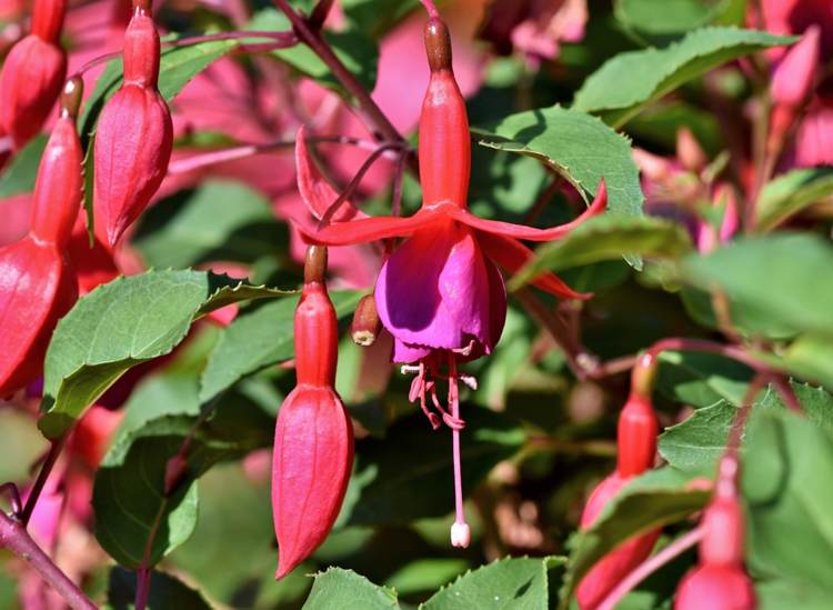 fuchsia