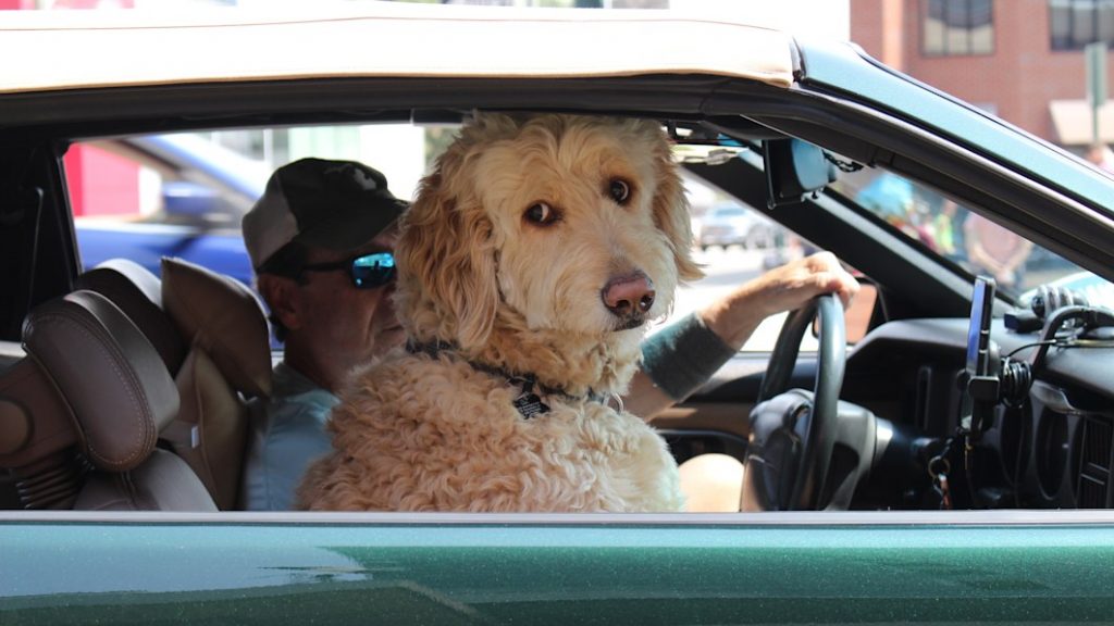 10 most pet-friendly road-trip cities in America