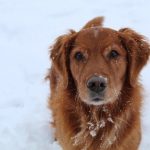Weather Safety Tips for Pets