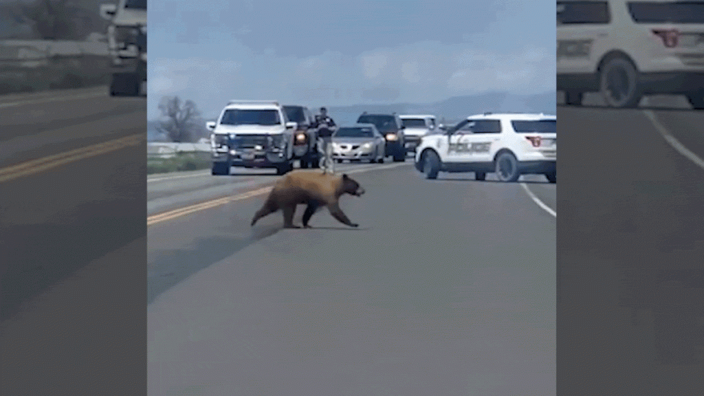 Rural Highway Shut Down for Bear Crossing in Utah
