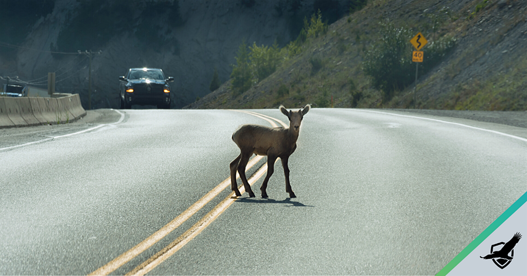 What to Do When You Hit a Deer