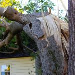 Tree and property damage from natural disaster