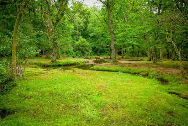 The England Trees Action Plan one year on: an update for landowners