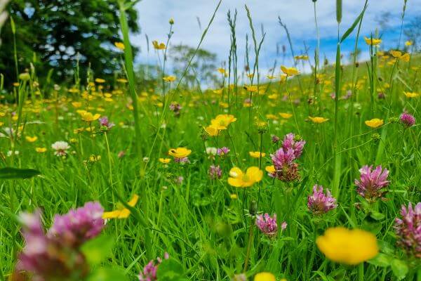 What rural landowners need to know about restoring nature to their farmland