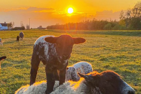 What’s Life Like as a Farmer?