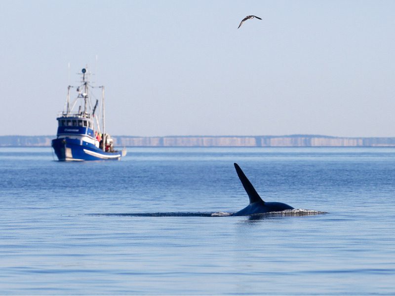 Killer whale and vessel off Eagle Point, San Juan Island, WA.