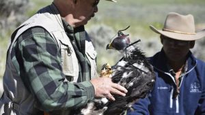 Wind energy and golden eagles collide in the U.S. West