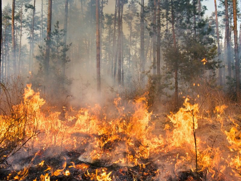 Big forest fire and clouds of dark smoke in pine stands. Flame is starting to damage the trunk. Whole area covered by flame