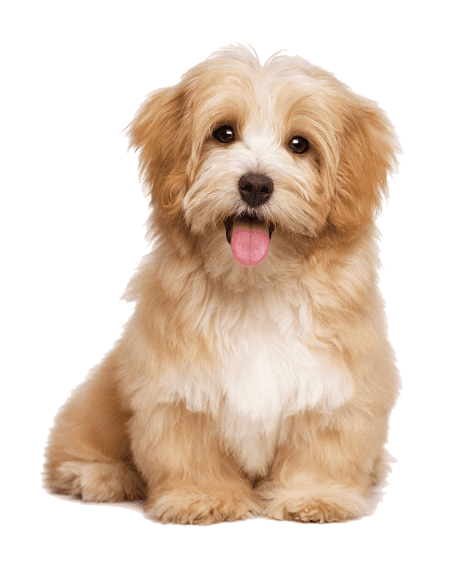 Understanding the Benefits of embrace Pet Insurance