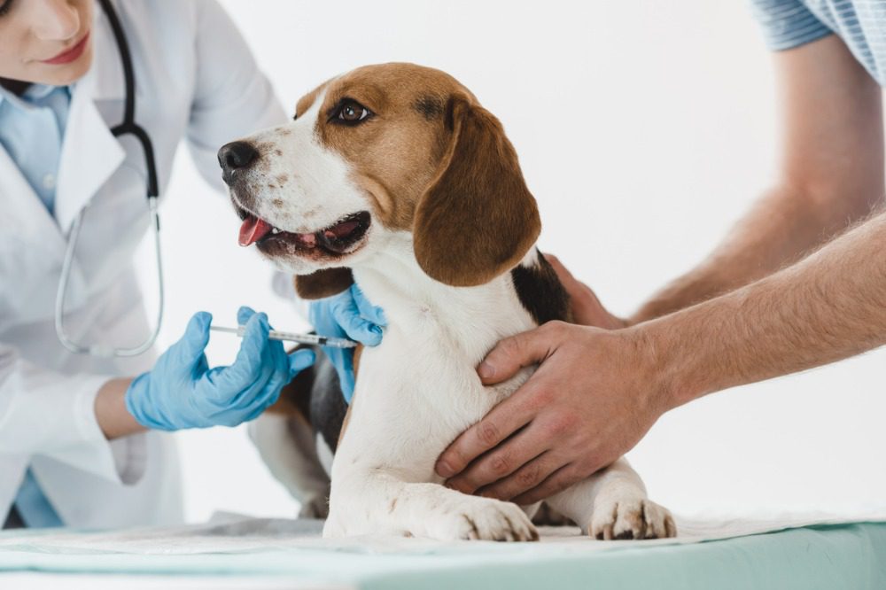 Australia's top pet insurance providers in 2022