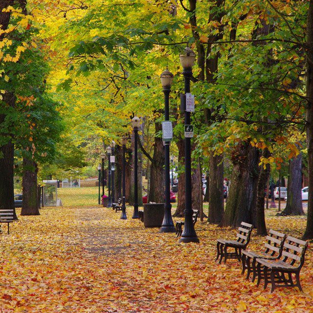 A green parkway along SW Park Ave in Portland, Oregon.