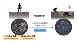 Why did a geneticist studying Neanderthal DNA win the 2022 Nobel Prize in Medicine?