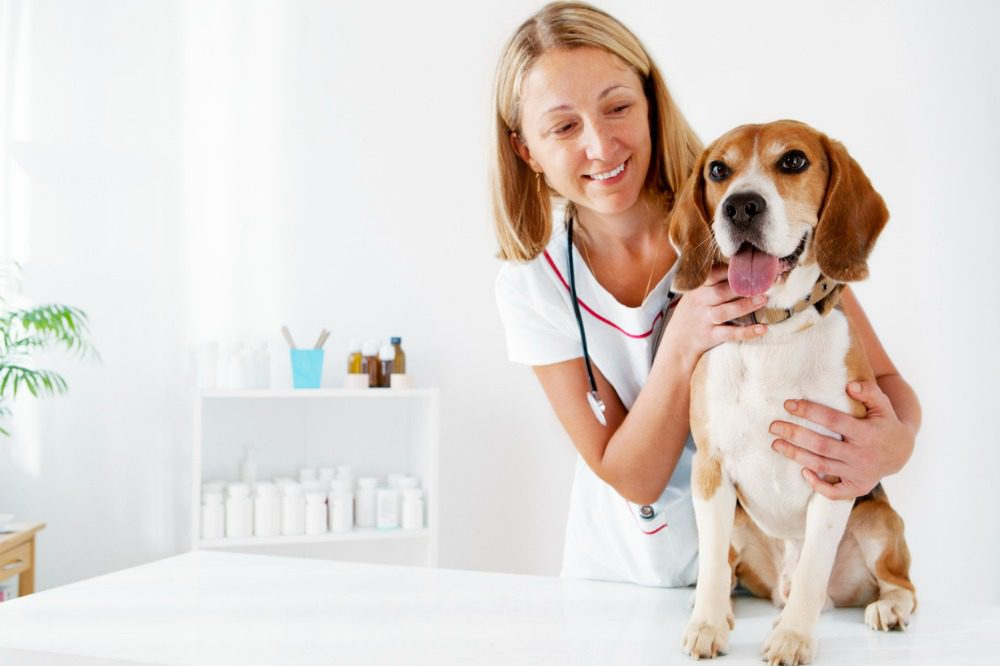 NFP forms partnership with pet health insurer Petline