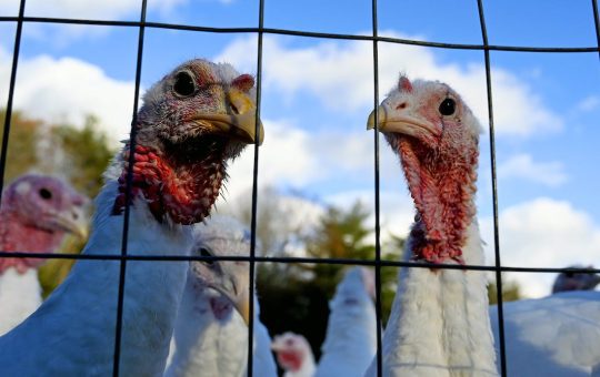 Bird flu has made a comeback, driving up prices for holiday turkeys