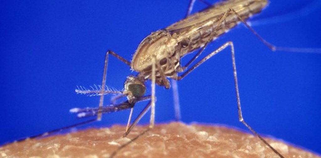 Climate change affects mosquito behaviour. This may make it harder to end malaria in South Africa