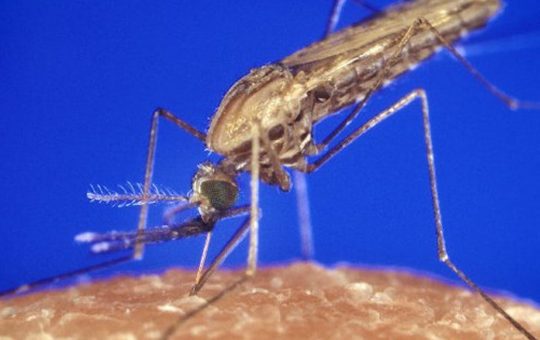 Climate change affects mosquito behaviour. This may make it harder to end malaria in South Africa