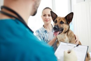 Southern Cross lists wildest pet insurance claims of 2022