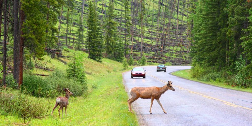 Watch Out while Driving: You're More Likely To Hit a Deer This Week