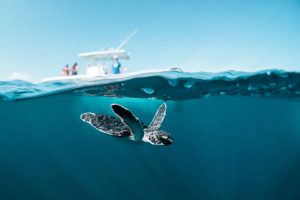 A turtle in the ocean swimming hear a fishing boat