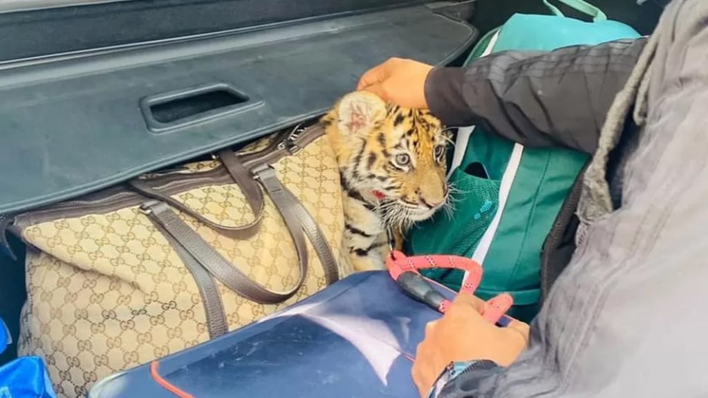 Mexico police find tiger cub hidden inside trunk of vehicle