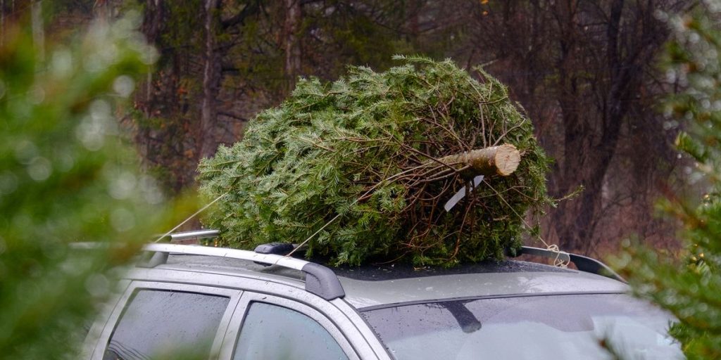 There's a Right and a Wrong Way to Transport a Christmas Tree on Your Car