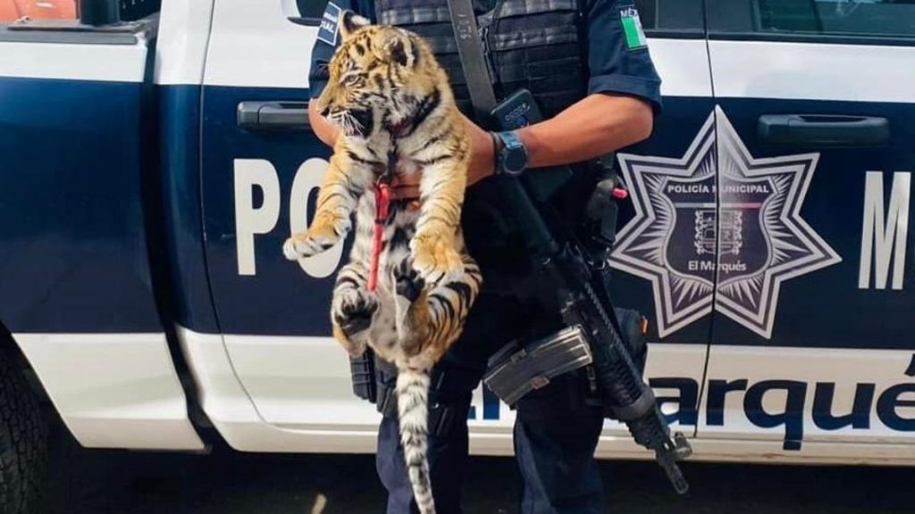Tiger Cub Found In Car Trunk During Traffic Stop in Mexico