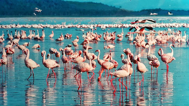 Kenya flamingo travel Image