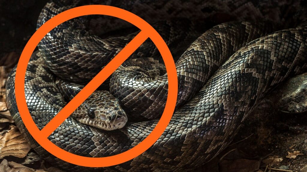 TSA Says No to Snakes on a Plane After Florida Woman Tries to Bring Boa on Board