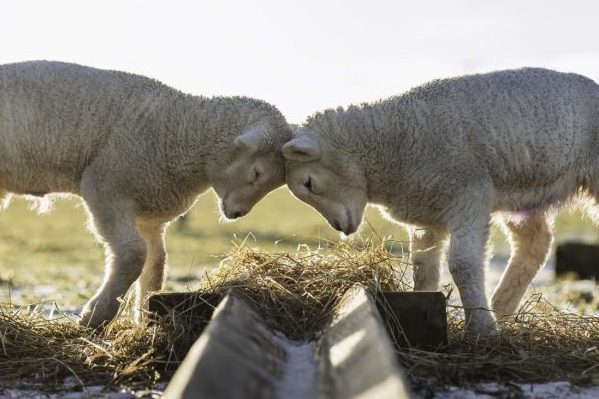 Stonefolds Farm Cottages – Back British Farming Blog