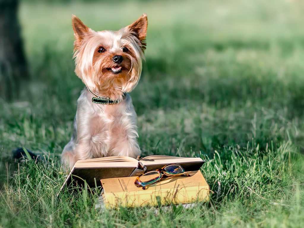 Yorkshire terrier sitting outside on green grass next to an open book and glasses.