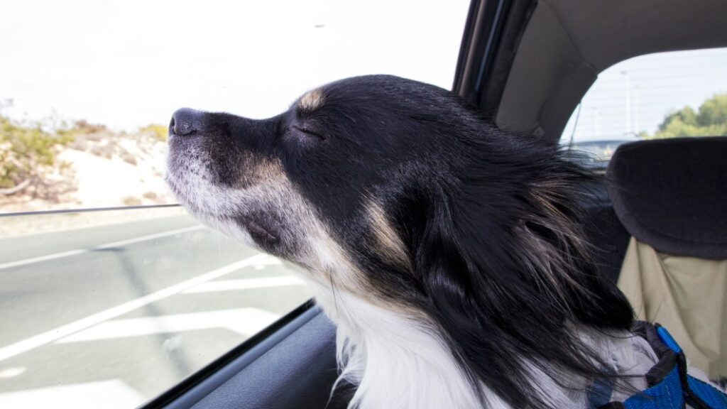 How to take a road trip with your dog