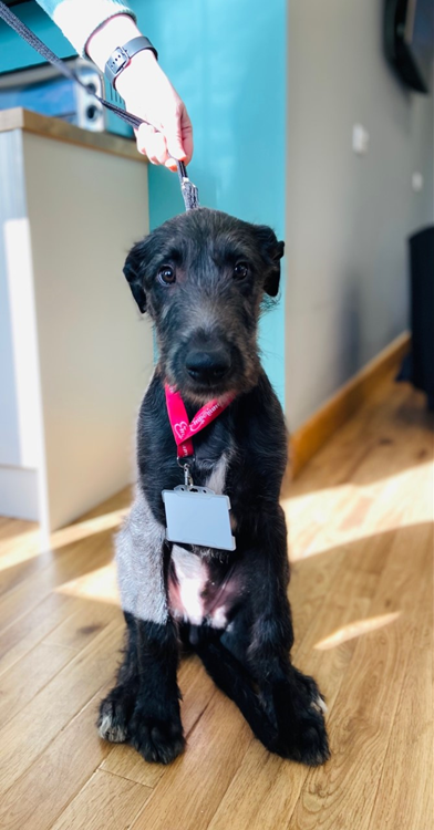 Harris sitting in the office with a lanyard round his neck