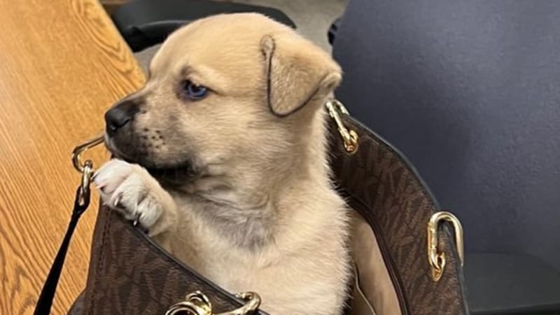 Puppy unharmed after being thrown from fleeing car during LAPD chase