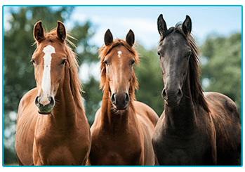 ON YOUR HIGH HORSE – THE WORLD’S BIGGEST HORSE BREEDS