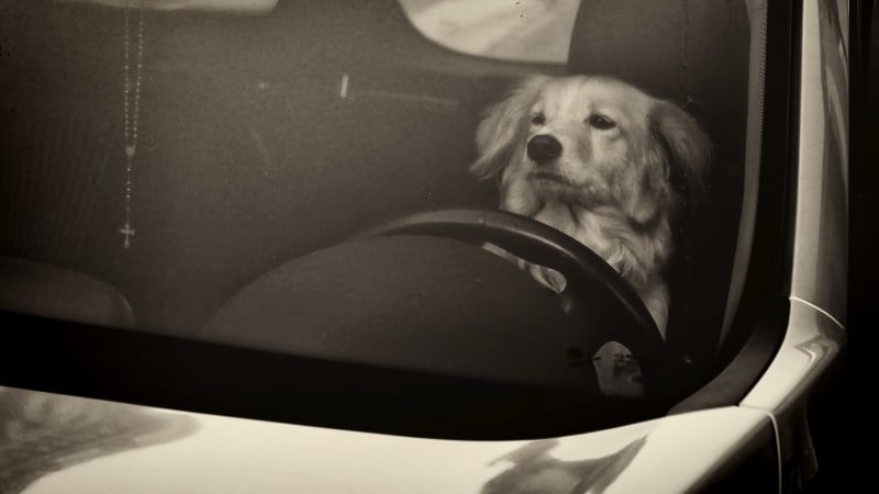 Colorado driver trades places with dog in an attempt to avoid DUI arrest