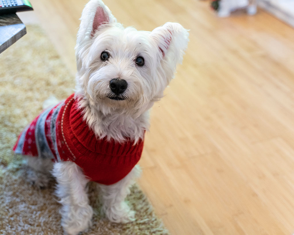 small dog dressed up in a Christmas jumper sitting on a rug.