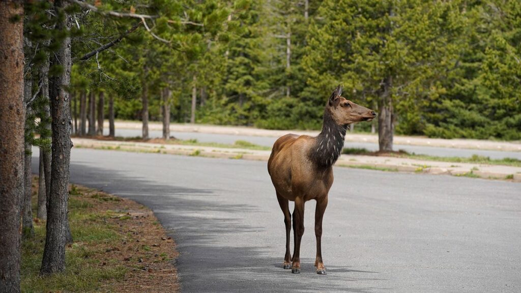 Please Don’t Put A Baby Elk In Your Car
