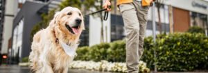 Do dog walkers need to be insured?
