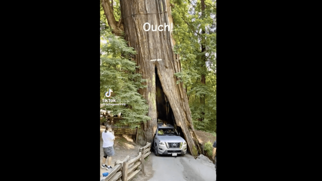 Drive-Through Redwood Becomes Literal Tourist Trap For Nissan Pathfinder