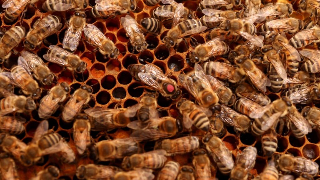 Bee alert: 5 million bees fall off truck near Toronto and drivers are asked to close windows