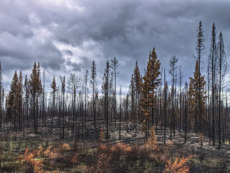 Wildfire on the Cariboo Plateau in B.C.
