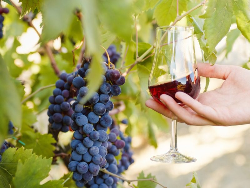 Close up of a hand holding a glass of red wine in a winery vineyard