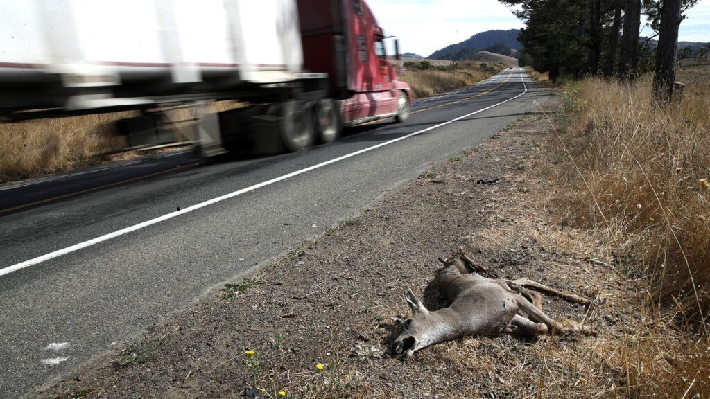 American Highways Kill Animals In So Many Different Ways