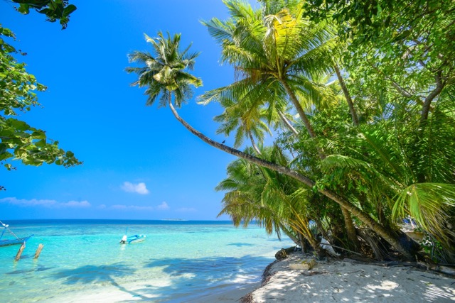 Maldives Image beach palm trees sea