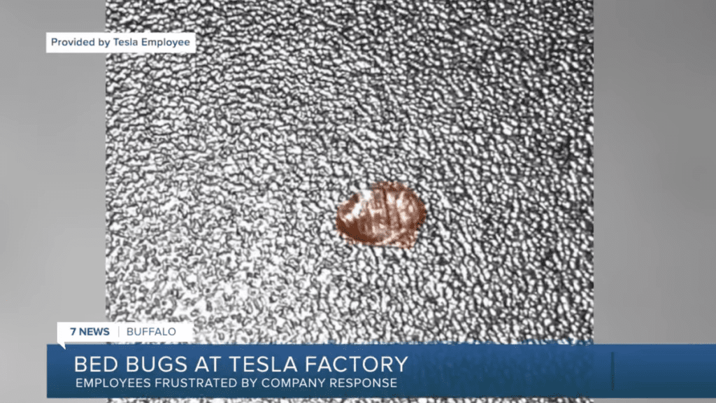 New York Tesla Gigafacotry Infested With Bed Bugs And Efforts To Kill The Bugs Are Making Workers Sick